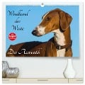 Windhund der Wüste - Der Azawakh (hochwertiger Premium Wandkalender 2024 DIN A2 quer), Kunstdruck in Hochglanz - Sigrid Starick