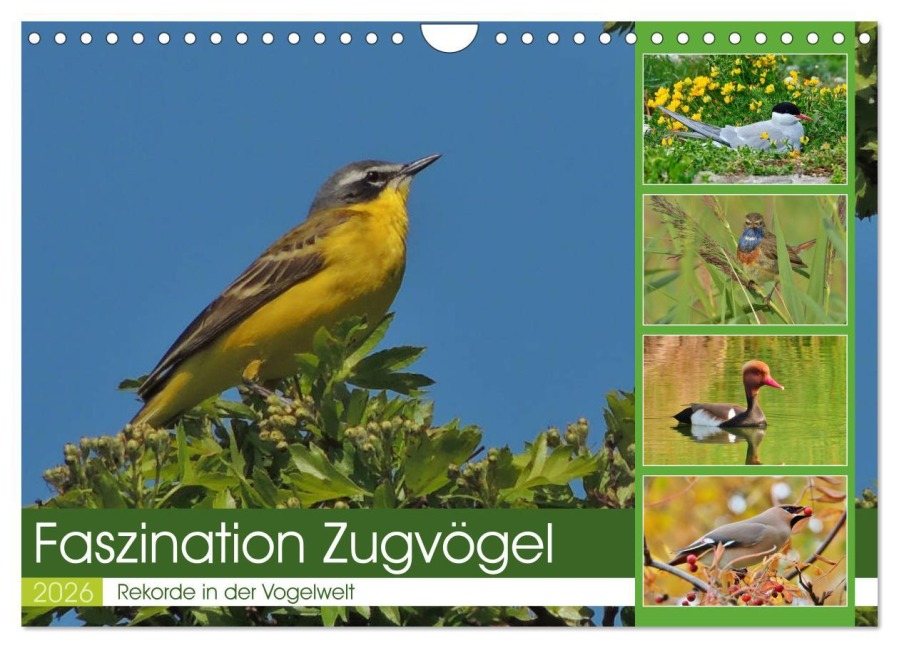 Faszination Zugvögel - Rekorde in der Vogelwelt (Wandkalender 2026 DIN A4 quer), CALVENDO Monatskalender - René Schaack