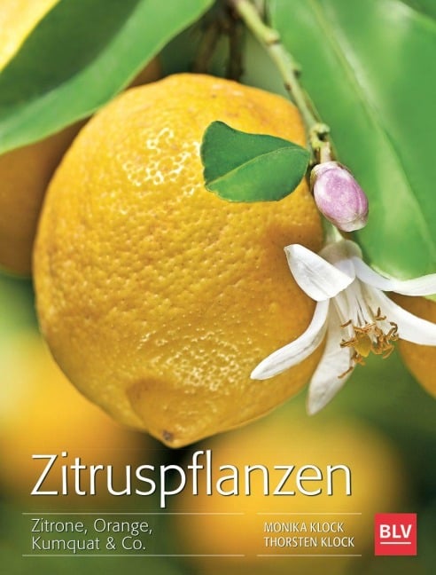 Zitruspflanzen - Monika Klock, Peter Klock