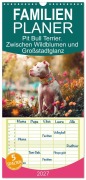 Cover-Bild zum Titel 'Familienplaner 2027 - Pit Bull Terrier. Zwischen Wildblumen und Großstadtglanz mit 5 Spalten (Wandkalender, 21 x 45 cm) CALVENDO' von 'Rose Hurley'