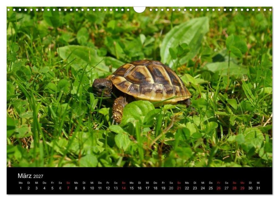 InsideView 8