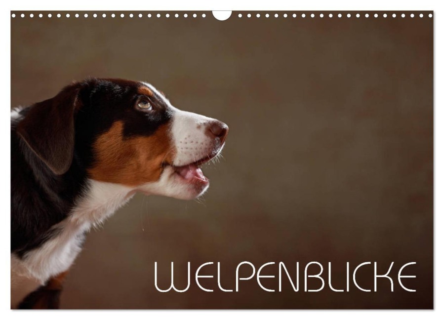 Welpenblicke (Wandkalender 2025 DIN A3 quer), CALVENDO Monatskalender - Jana Behr