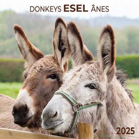 Esel 2025 - 