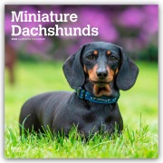 Miniature Dachshunds - Zwergdackel 2026 - 16-Monatskalender - Browntrout Publishers