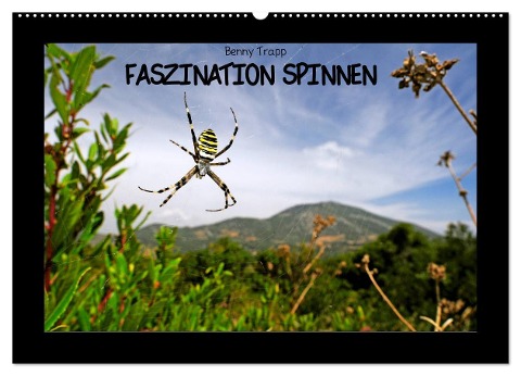 Faszination Spinnen (Wandkalender 2024 DIN A2 quer), CALVENDO Monatskalender - Benny Trapp