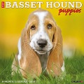 Just Basset Hound Puppies 2024 12 X 12 Wall Calendar - Willow Creek Press