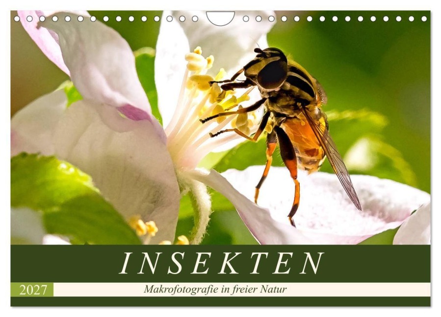 INSEKTEN - Makrofotografie in freier Natur (Wandkalender 2027 DIN A4 quer), CALVENDO Monatskalender - Andrea Dreegmeyer