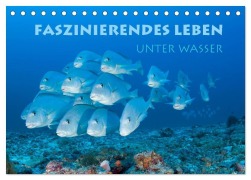 Cover-Bild zum Titel 'Faszinierendes Leben unter Wasser (Tischkalender 2027 DIN A5 quer), CALVENDO Monatskalender' von 'Stephan Peyer'