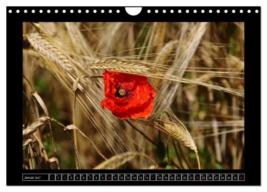 InsideView 6