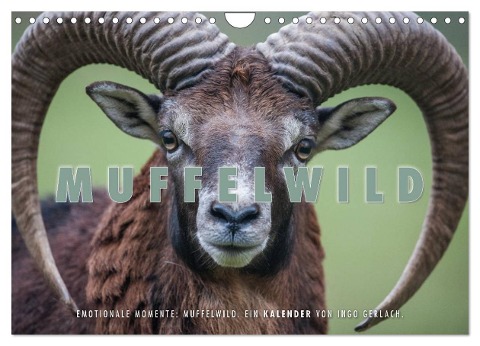 Emotionale Momente: Muffelwild. (Wandkalender 2025 DIN A4 quer), CALVENDO Monatskalender - Ingo Gerlach