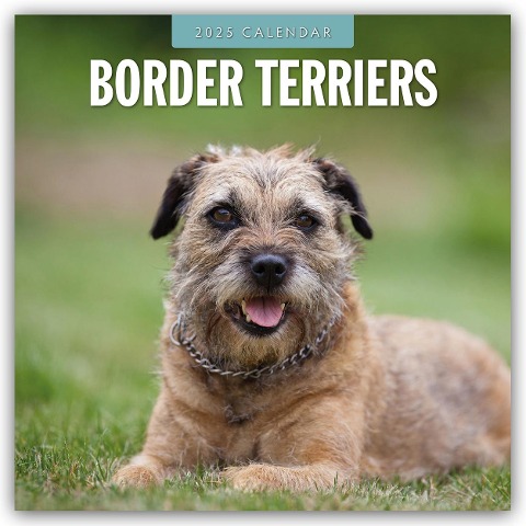 Border Terriers - Border Terrier 2025 - 16-Monatskalender - 