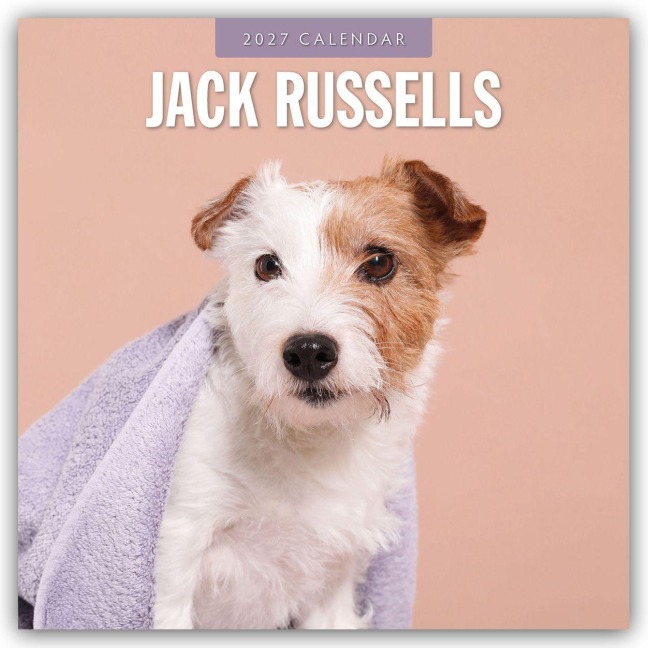 Jack Russells - Jack Russell Terrier 2027 - 16-Monatskalender - Robin Red