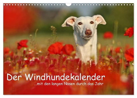 Der Windhundekalender (Wandkalender 2024 DIN A3 quer), CALVENDO Monatskalender - Kathrin Köntopp