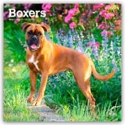 Boxers - Boxer 2026 - 16-Monatskalender - Browntrout Publishers