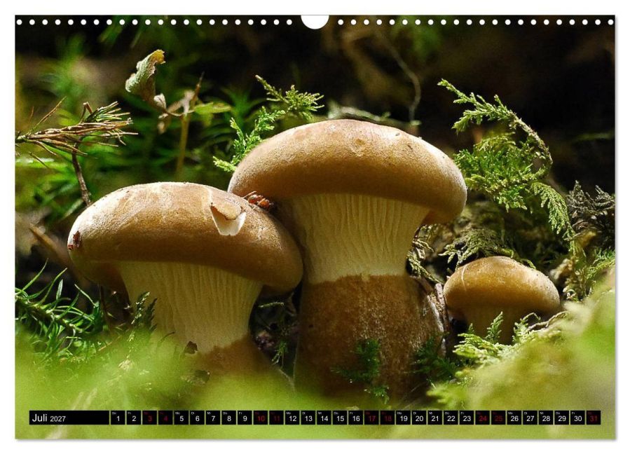 InsideView 12