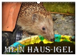 Cover-Bild zum Titel 'Mein Haus-Igel (Wandkalender 2026 DIN A3 quer), CALVENDO Monatskalender' von 'Henning von Löwis of Menar'