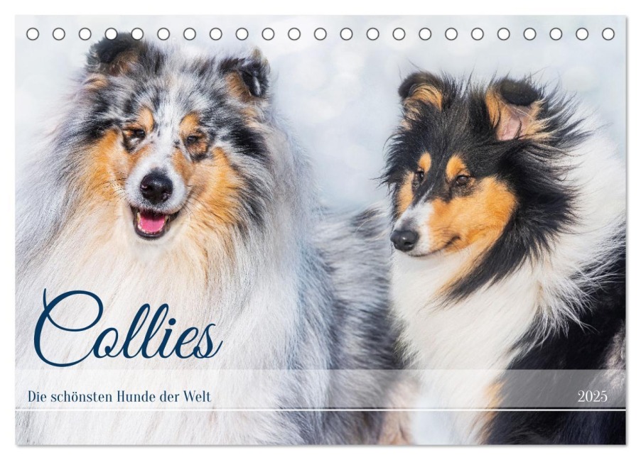 Collies - die schönsten Hunde der Welt (Tischkalender 2025 DIN A5 quer), CALVENDO Monatskalender - Sigrid Starick