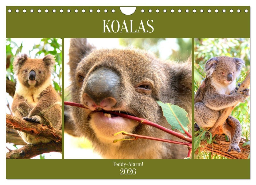 Koalas. Teddy-Alarm! (Wandkalender 2026 DIN A4 quer), CALVENDO Monatskalender - Rose Hurley