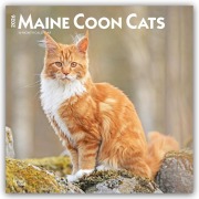 Cover-Bild zum Titel 'Maine Coon Cats - Maine Coon Katzen 2026 - 16-Monatskalender' von 'Browntrout Publishers'