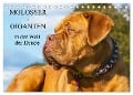 Molosser - Giganten in der Welt der Hunde (Tischkalender 2024 DIN A5 quer), CALVENDO Monatskalender - Sigrid Starick