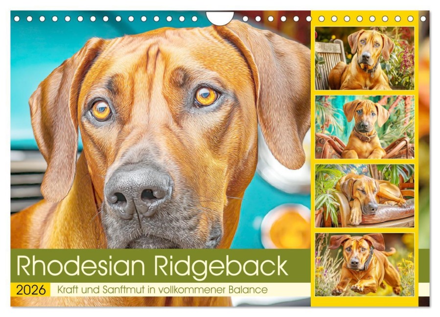 Rhodesian Ridgeback. Kraft und Sanftmut in vollkommener Balance (Wandkalender 2026 DIN A4 quer), CALVENDO Monatskalender - Rose Hurley