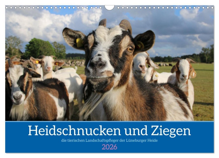 Heidschnucken und Ziegen die tierischen Landschaftspfleger der Lüneburger Heide (Wandkalender 2026 DIN A3 quer), CALVENDO Monatskalender - Sandra Lorenzen-Müller