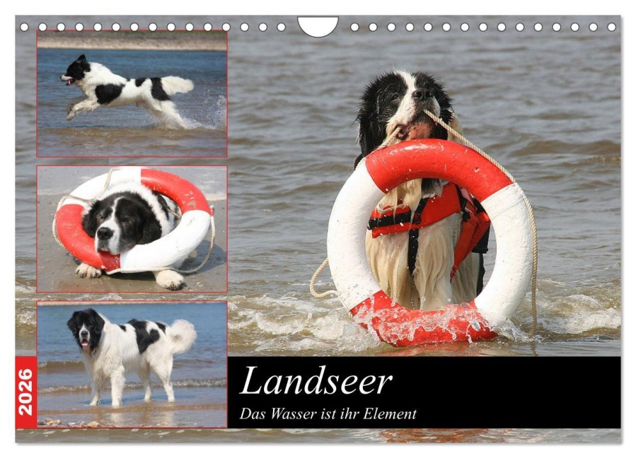Landseer - Das Wasser ist ihr Element (Wandkalender 2026 DIN A4 quer), CALVENDO Monatskalender - Barbara Mielewczyk Und Brigitte Weil