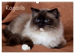 Cover-Bild zum Titel 'Ragdolls (Wandkalender 2026 DIN A3 quer), CALVENDO Monatskalender' von 'Fotodesign Verena Scholze'