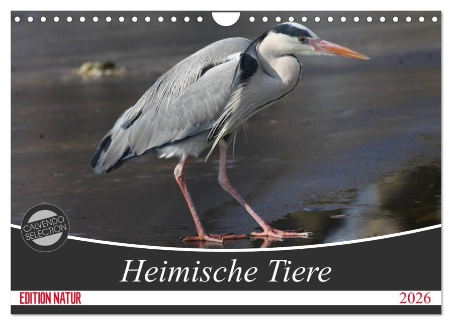 Heimische Tiere (Wandkalender 2026 DIN A4 quer), CALVENDO Monatskalender - SchnelleWelten SchnelleWelten