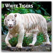 White Tigers - Weiße Tiger 2026 - 16-Monatskalender - Browntrout Publishers