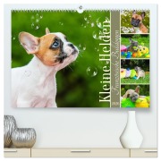 Cover-Bild zum Titel 'Kleine Helden - Französische Bulldoggen (hochwertiger Premium Wandkalender 2026 DIN A2 quer), Kunstdruck in Hochglanz' von 'Sigrid Starick'