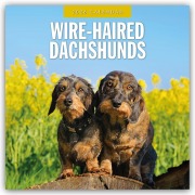 Cover-Bild zum Titel 'Wire-Haired Dachshunds - Rauhaardackel 2026 - 16-Monatskalender' von 'Robin Red'