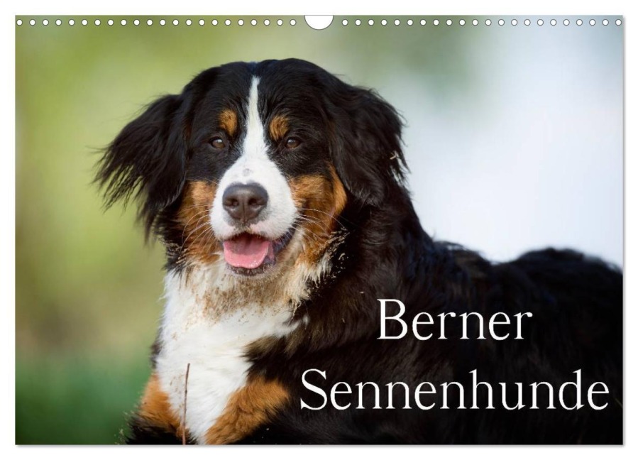 Berner Sennenhunde (Wandkalender 2026 DIN A3 quer), CALVENDO Monatskalender - Nicole Noack