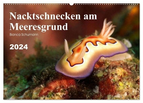 Nacktschnecken am Meeresgrund (Wandkalender 2024 DIN A2 quer), CALVENDO Monatskalender - Bianca Schumann