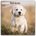 Golden Retriever Puppies - Golden Retriever-Welpen 2025 - 16-Monatskalender - Avonside Publishing Ltd