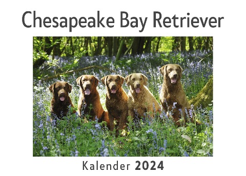 Chesapeake Bay Retriever (Wandkalender 2024, Kalender DIN A4 quer, Monatskalender im Querformat mit Kalendarium, Das perfekte Geschenk) - Anna Müller