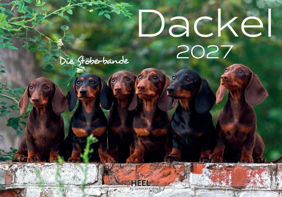 Dackel 2027 Wandkalender - 