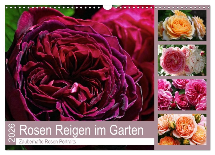 Rosen Reigen im Garten (Wandkalender 2026 DIN A3 quer), CALVENDO Monatskalender - Martina Cross