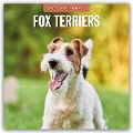 Fox Terriers - Foxterrier 2025 - 16-Monatskalender - 