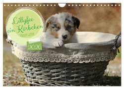 Lillyfee und ein Körbchen voller Glück (Wandkalender 2026 DIN A4 quer), CALVENDO Monatskalender - Hundefotografie Beatrice Müller