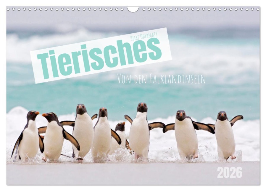 Tierisches von den Falklandinseln (Wandkalender 2026 DIN A3 quer), CALVENDO Monatskalender - Heike Odermatt