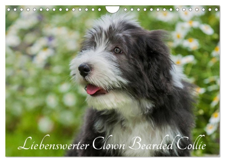 Liebenswerter Clown Bearded Collie (Wandkalender 2027 DIN A4 quer), CALVENDO Monatskalender - Sigrid Starick