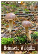 Cover-Bild zum Titel 'Heimische Waldpilze (Wandkalender 2027 DIN A4 hoch), CALVENDO Monatskalender' von 'Lianem'