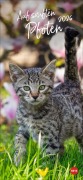 Katzen slim - Auf sanften Pfoten Kalender 2026 - 