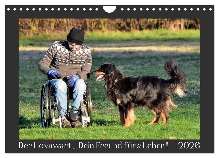 Der Hovawart... Dein Freund fürs Leben ! (Wandkalender 2026 DIN A4 quer), CALVENDO Monatskalender - Jens Siebert