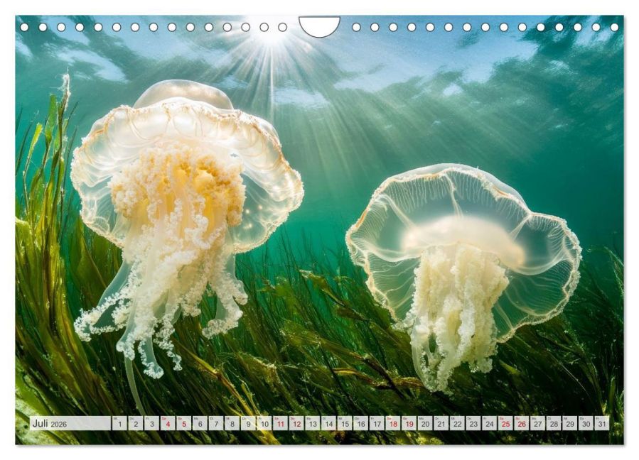 InsideView 12