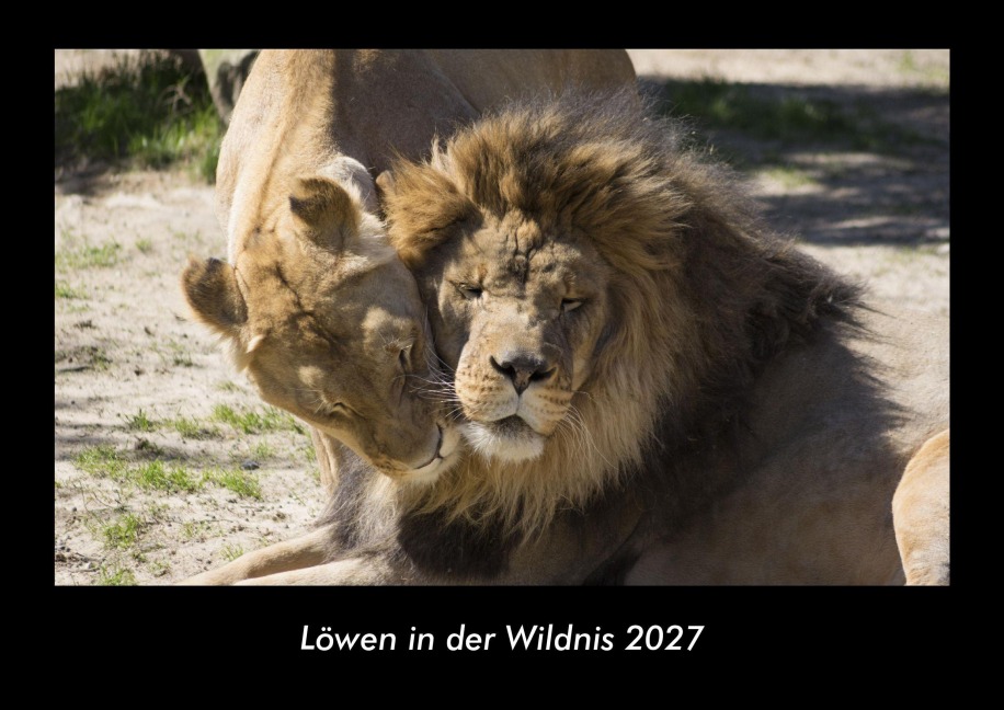 Löwen in der Wildnis 2027 Fotokalender DIN A3 - Tobias Becker