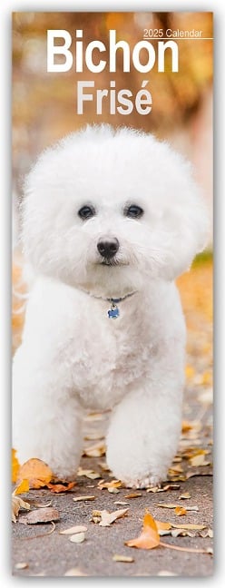 Bichon Frisé 2025 - Avonside Publishing Ltd