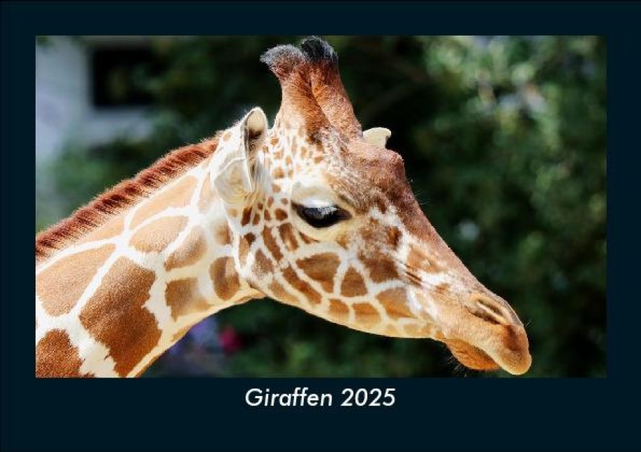 Giraffen 2025 Fotokalender DIN A5 - Tobias Becker