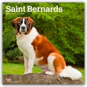 Saint Bernards - Bernhardiner 2026 - 16-Monatskalender - Browntrout Publishers